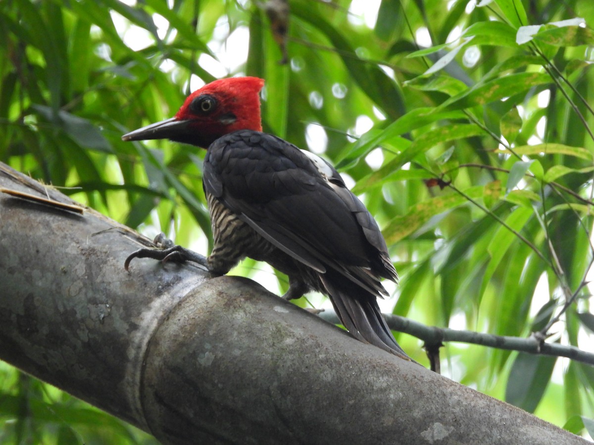 Guayaquil Woodpecker - ML638053934