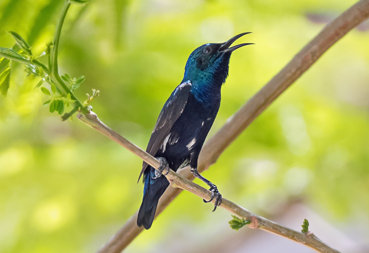 Purple Sunbird - ML638053950