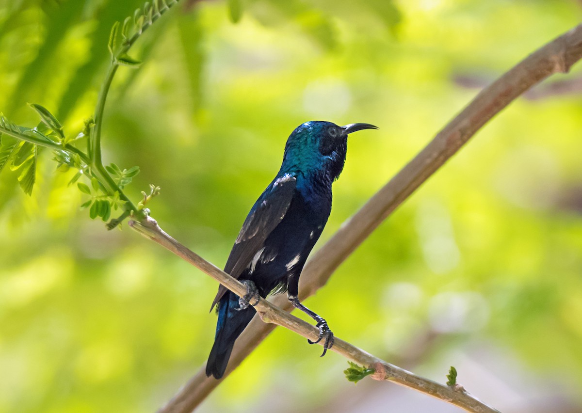 Purple Sunbird - ML638053951