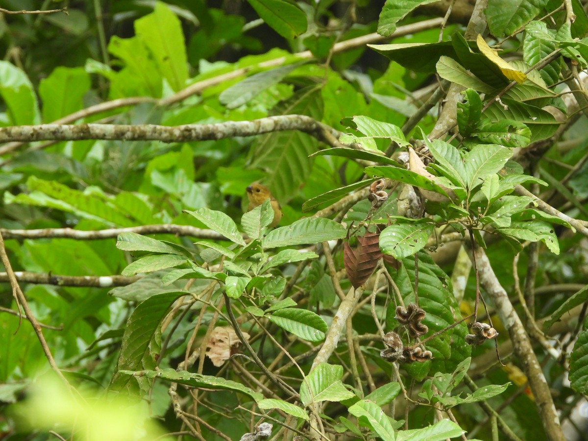 Variable Seedeater - ML638053979