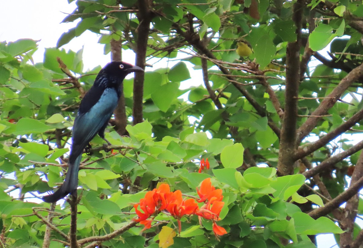 Hair-crested Drongo (White-eyed) - ML638053988