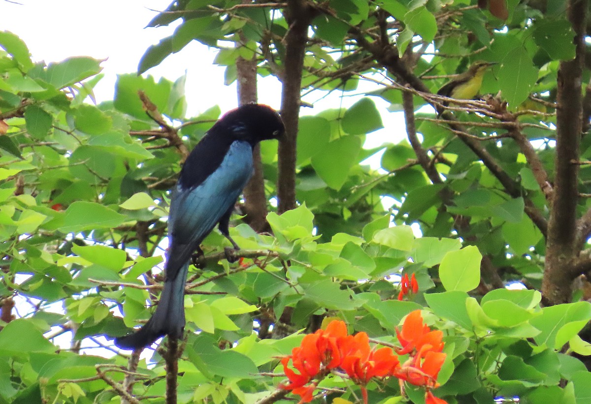 Hair-crested Drongo (White-eyed) - ML638053989
