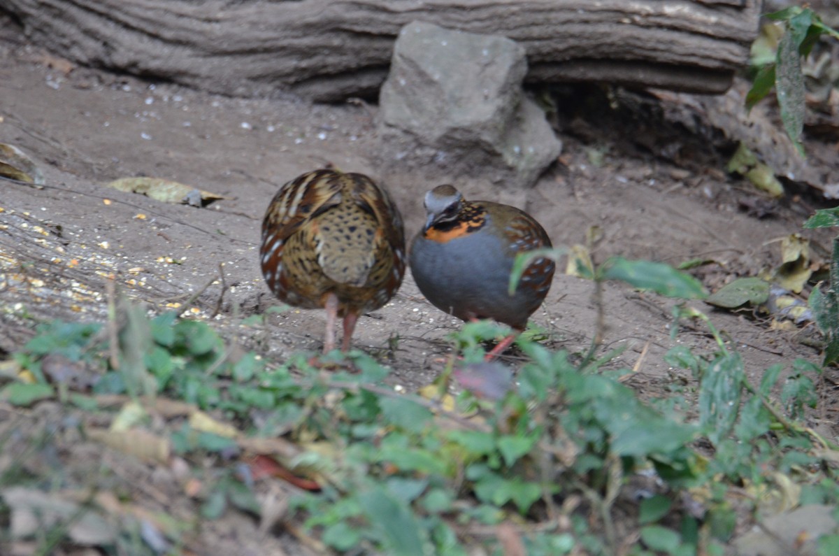 Rufous-throated Partridge - ML638053991