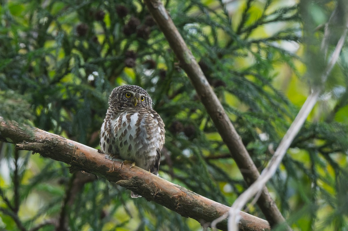 Collared Owlet - ML638053995