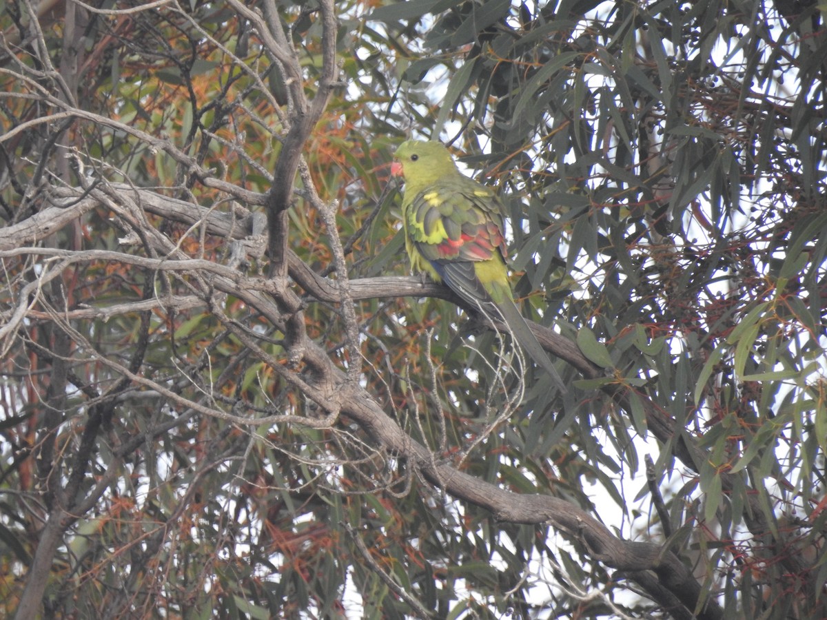 Regent Parrot - ML638053998