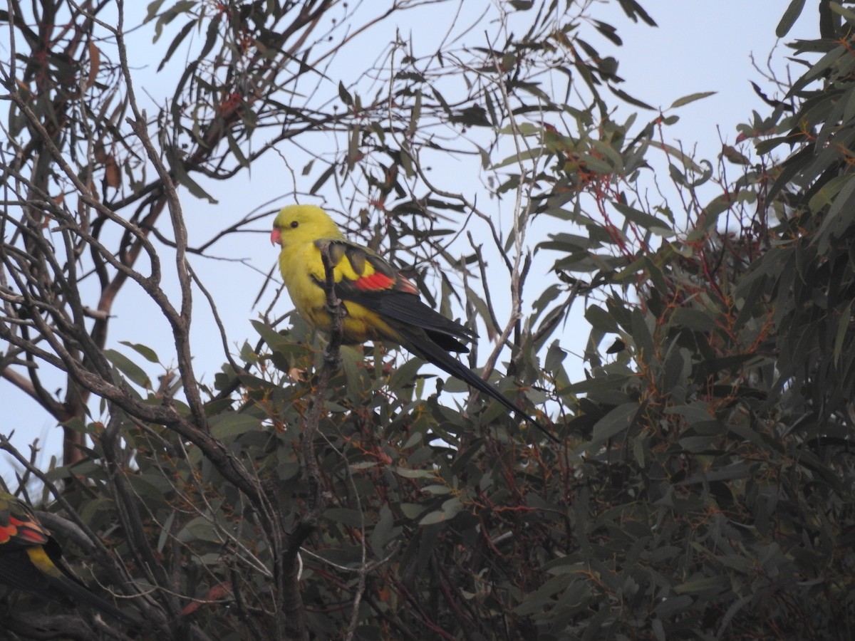 Regent Parrot - ML638053999