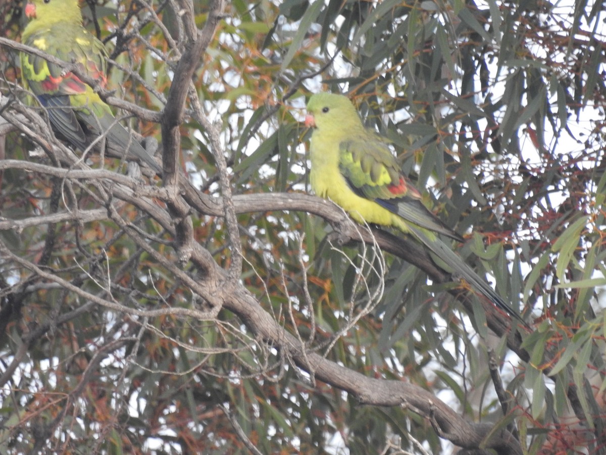 Regent Parrot - ML638054000