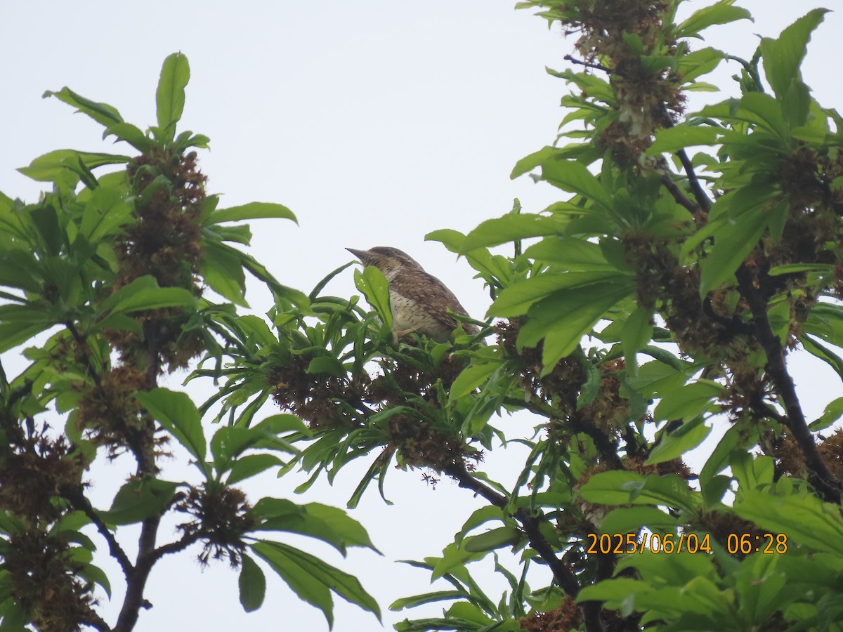 Eurasian Wryneck - ML638054006