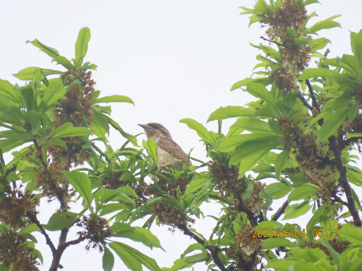 Eurasian Wryneck - ML638054007