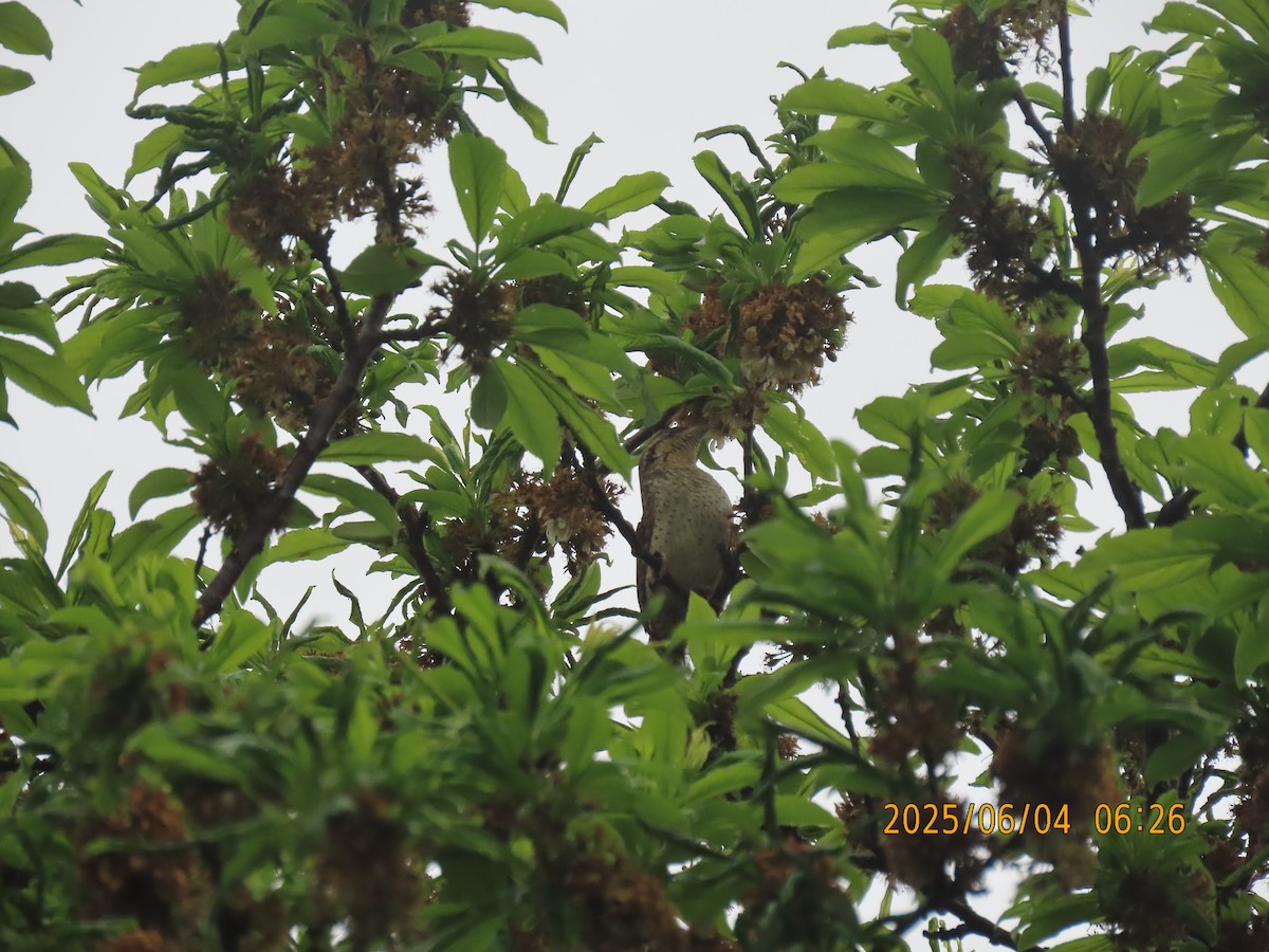 Eurasian Wryneck - ML638054009