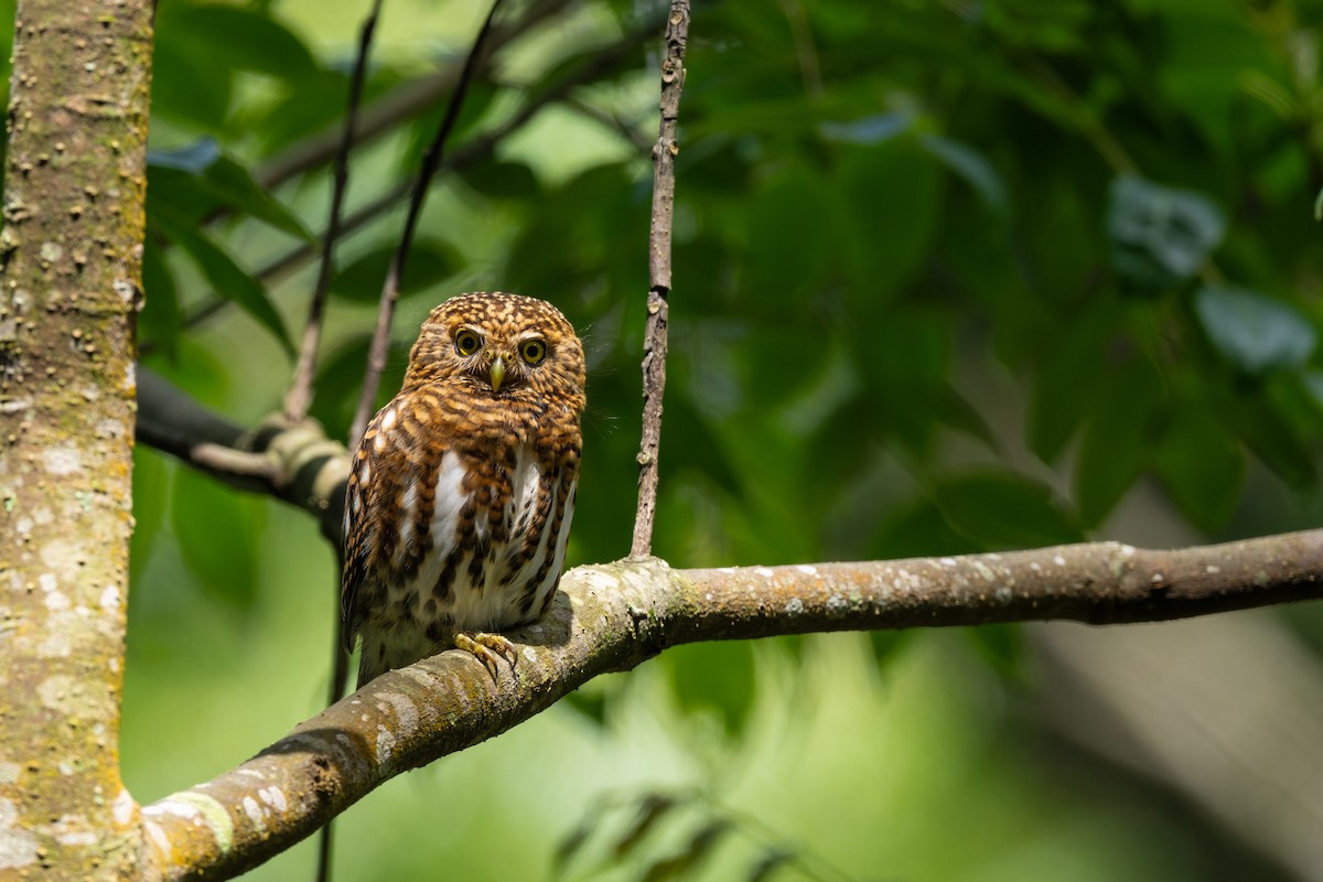 Collared Owlet - ML638054023