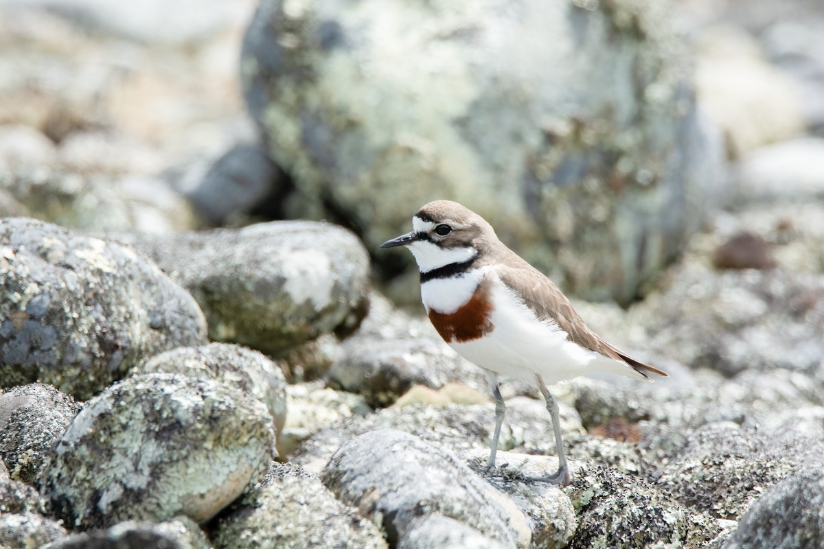 Double-banded Plover - ML638054041