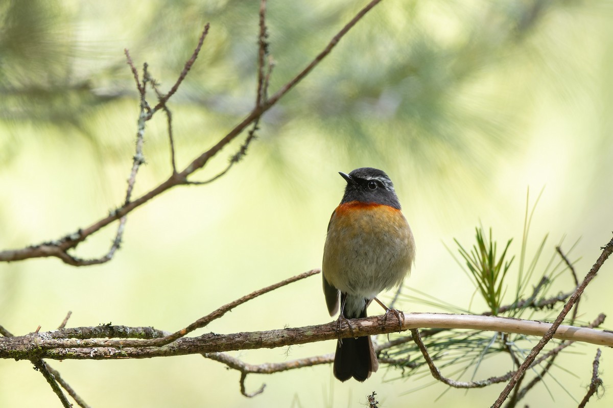 Collared Bush-Robin - ML638054059