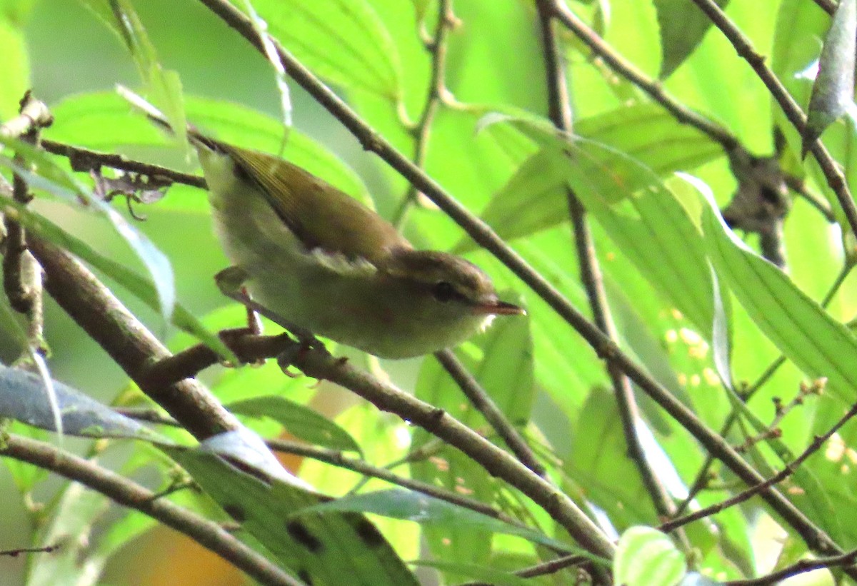 Lompobattang Leaf Warbler - ML638054066