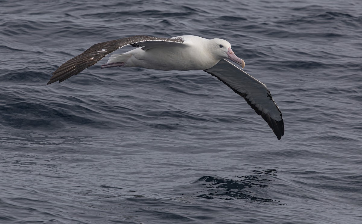 Southern Royal Albatross - ML638054090