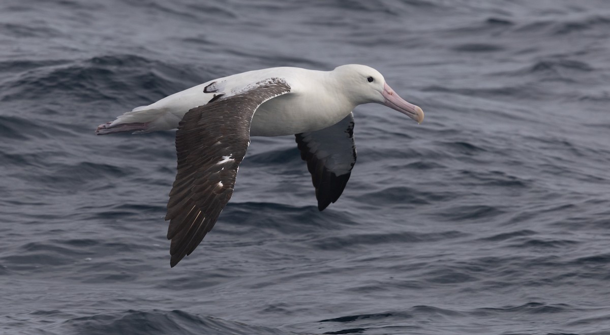 Southern Royal Albatross - ML638054091
