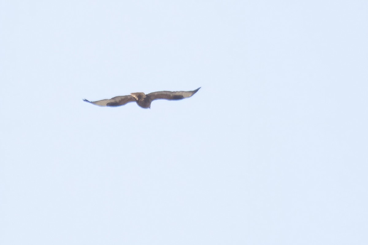 Long-legged Buzzard - ML638054096