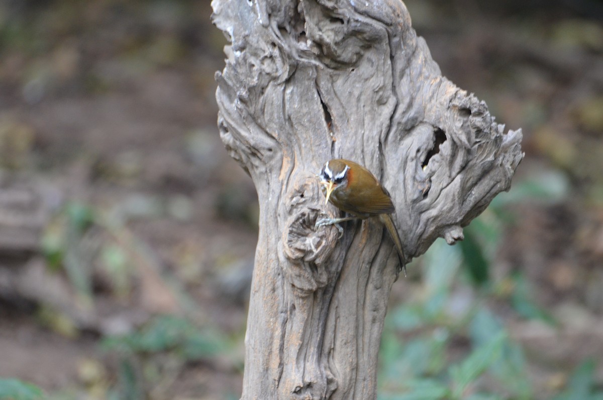 Streak-breasted Scimitar-Babbler - ML638054103