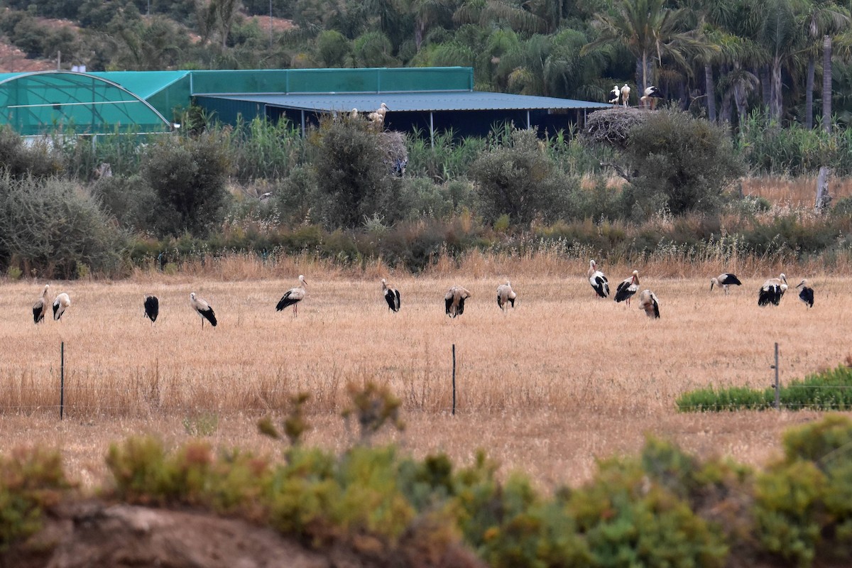 White Stork - ML638054107