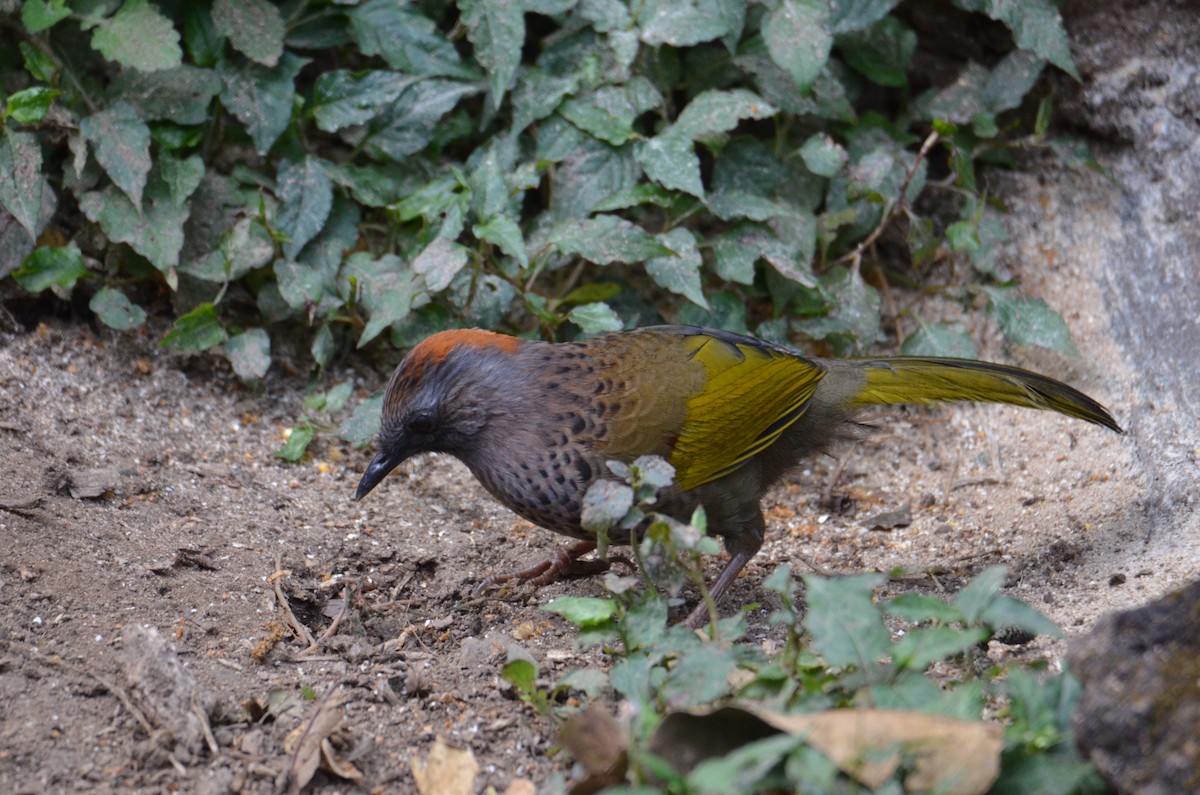 Assam Laughingthrush - ML638054112