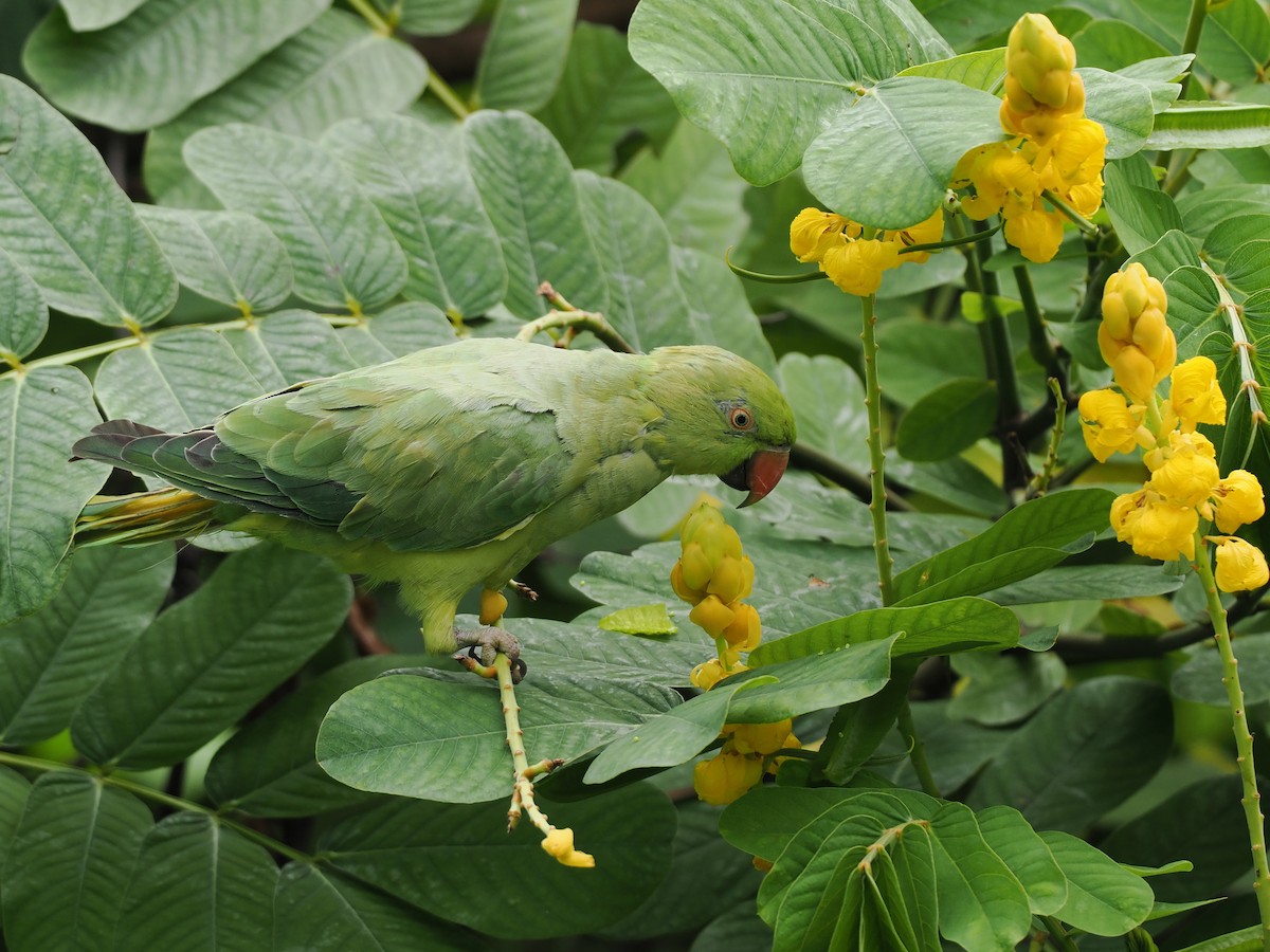 Rose-ringed Parakeet - ML638054129