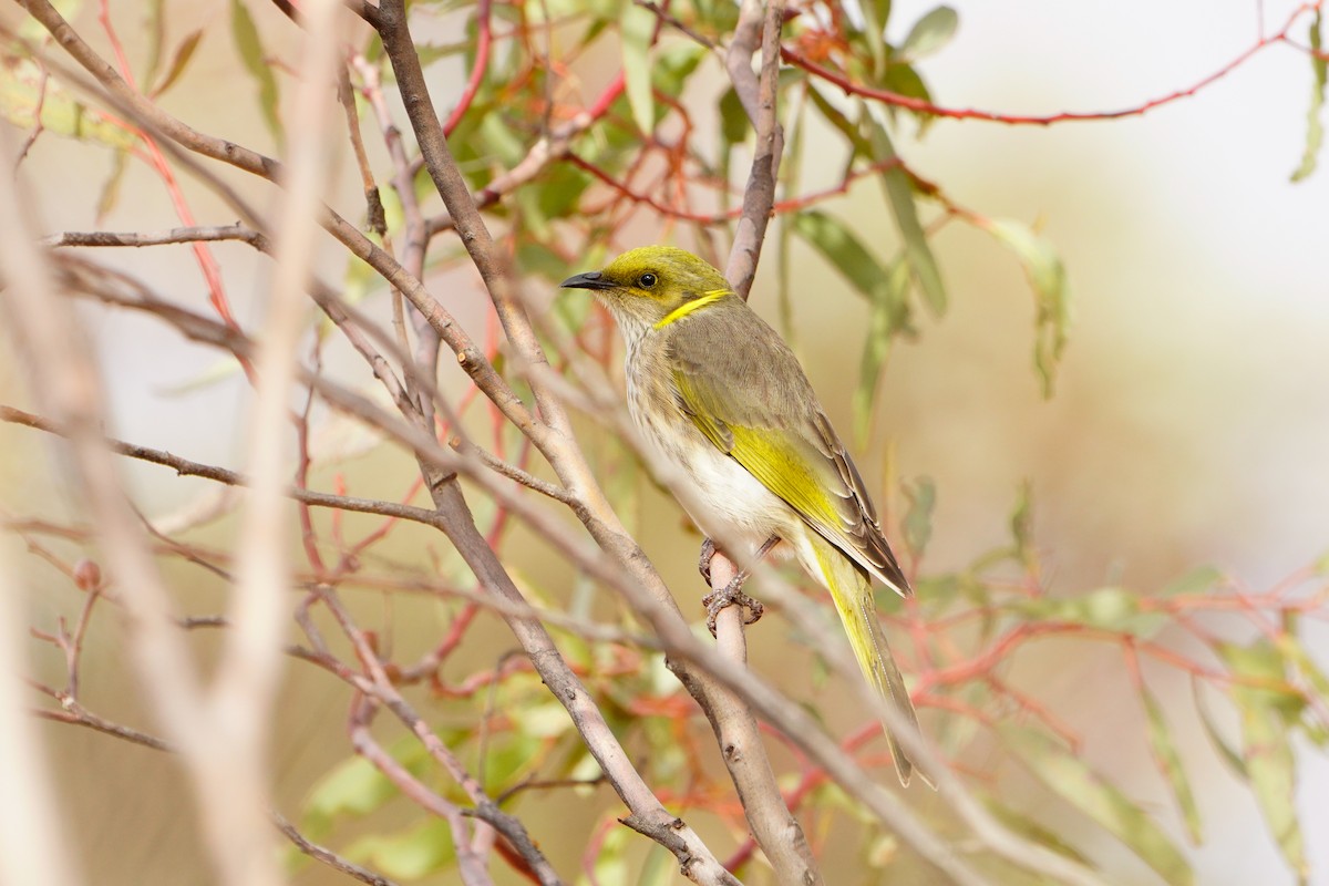 Yellow-plumed Honeyeater - ML638054131