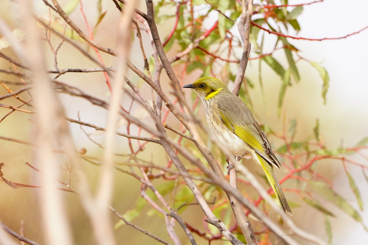 Yellow-plumed Honeyeater - ML638054132