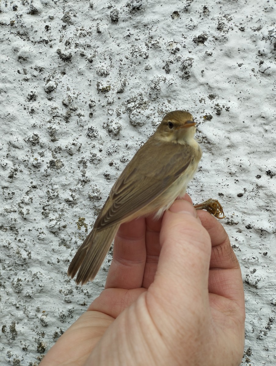 Marsh Warbler - ML638054165