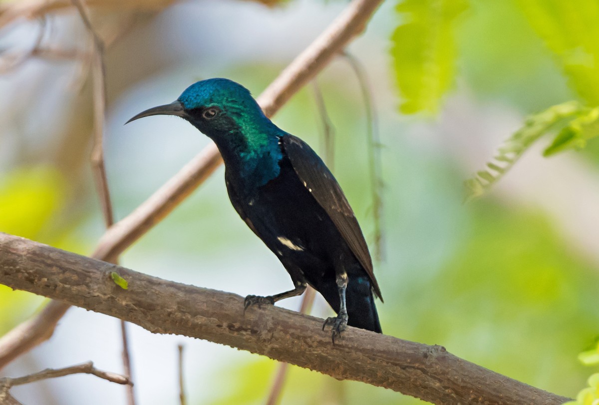 Purple Sunbird - ML638054195