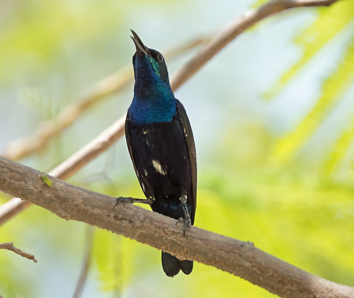 Purple Sunbird - ML638054196