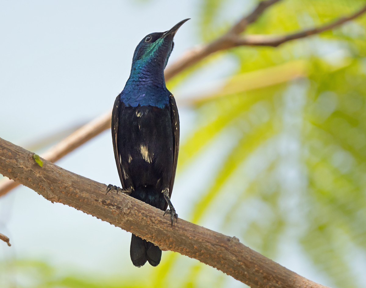 Purple Sunbird - ML638054197