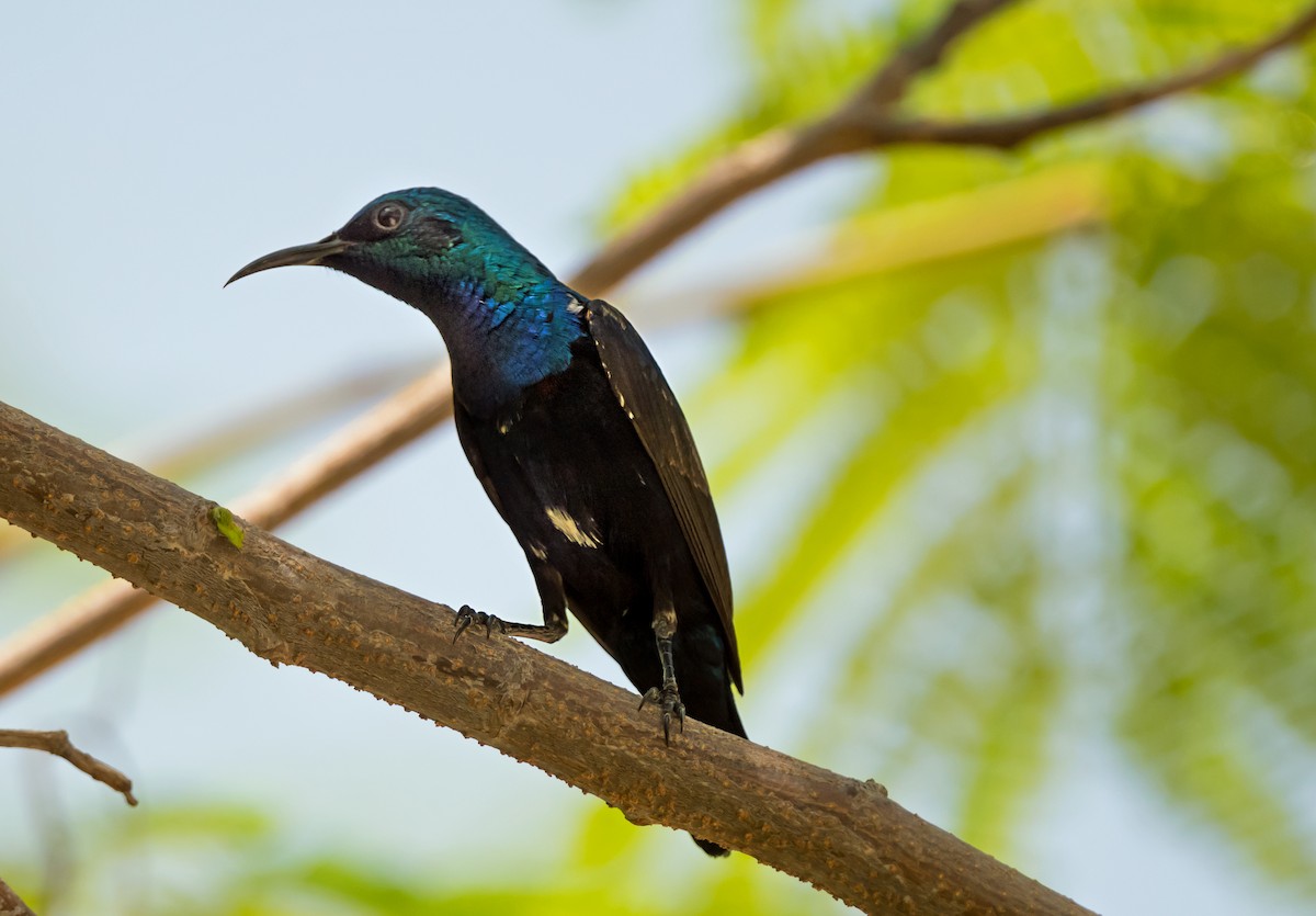 Purple Sunbird - ML638054198