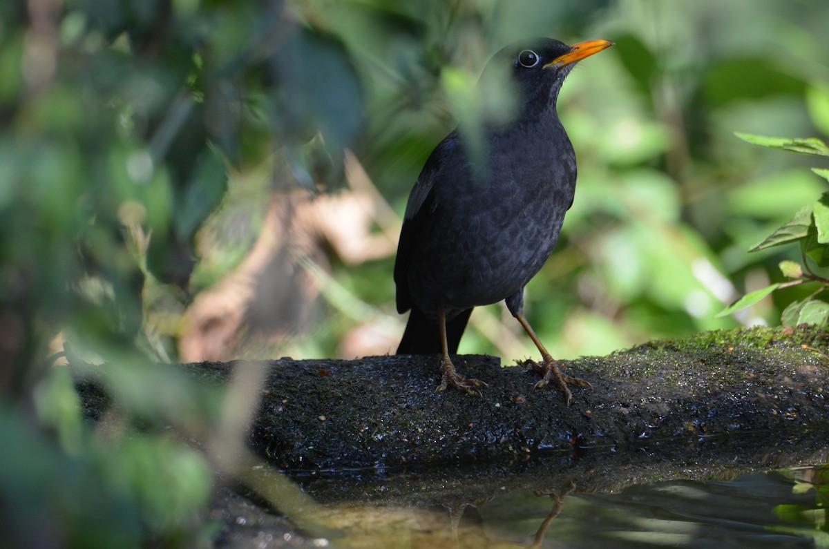Gray-winged Blackbird - ML638054220