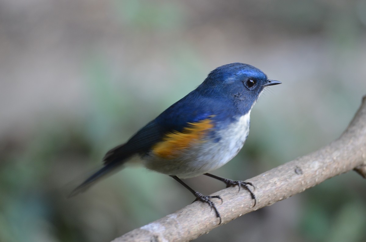 Himalayan Bluetail - ML638054233