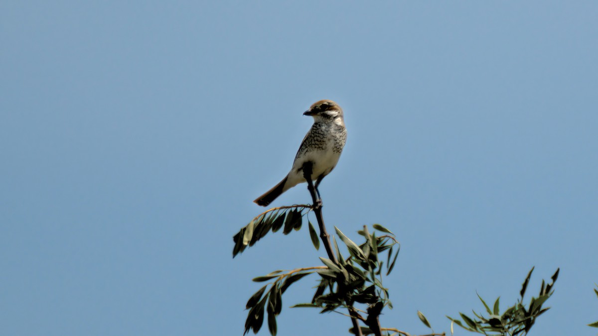 Red-backed Shrike - ML638054239