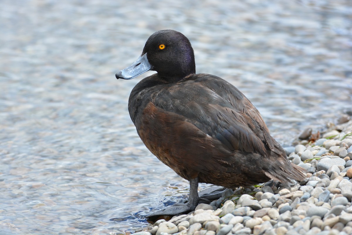 New Zealand Scaup - ML638054241