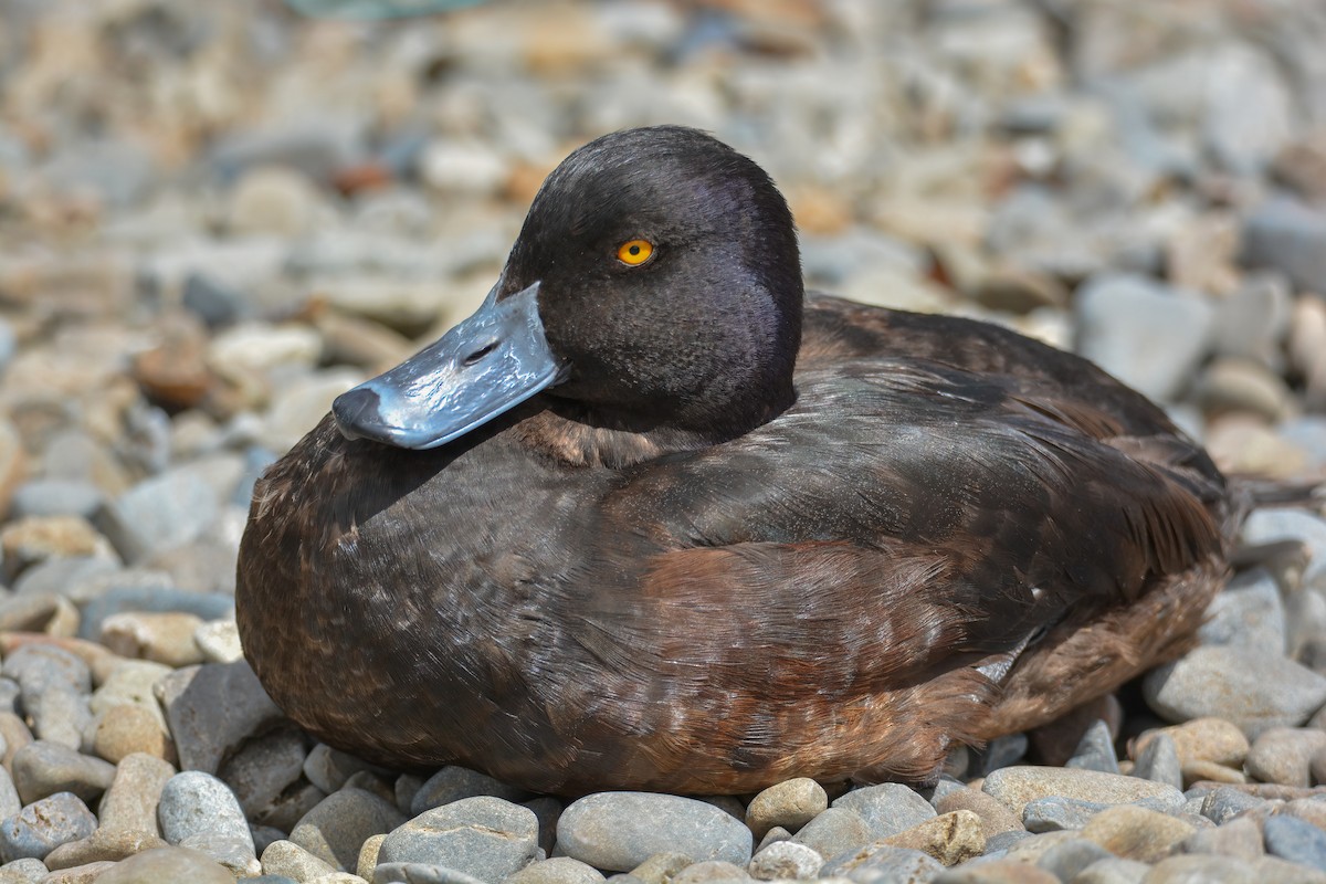 New Zealand Scaup - ML638054242