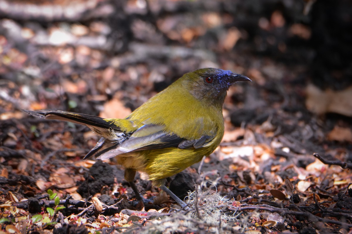 New Zealand Bellbird - ML638054252
