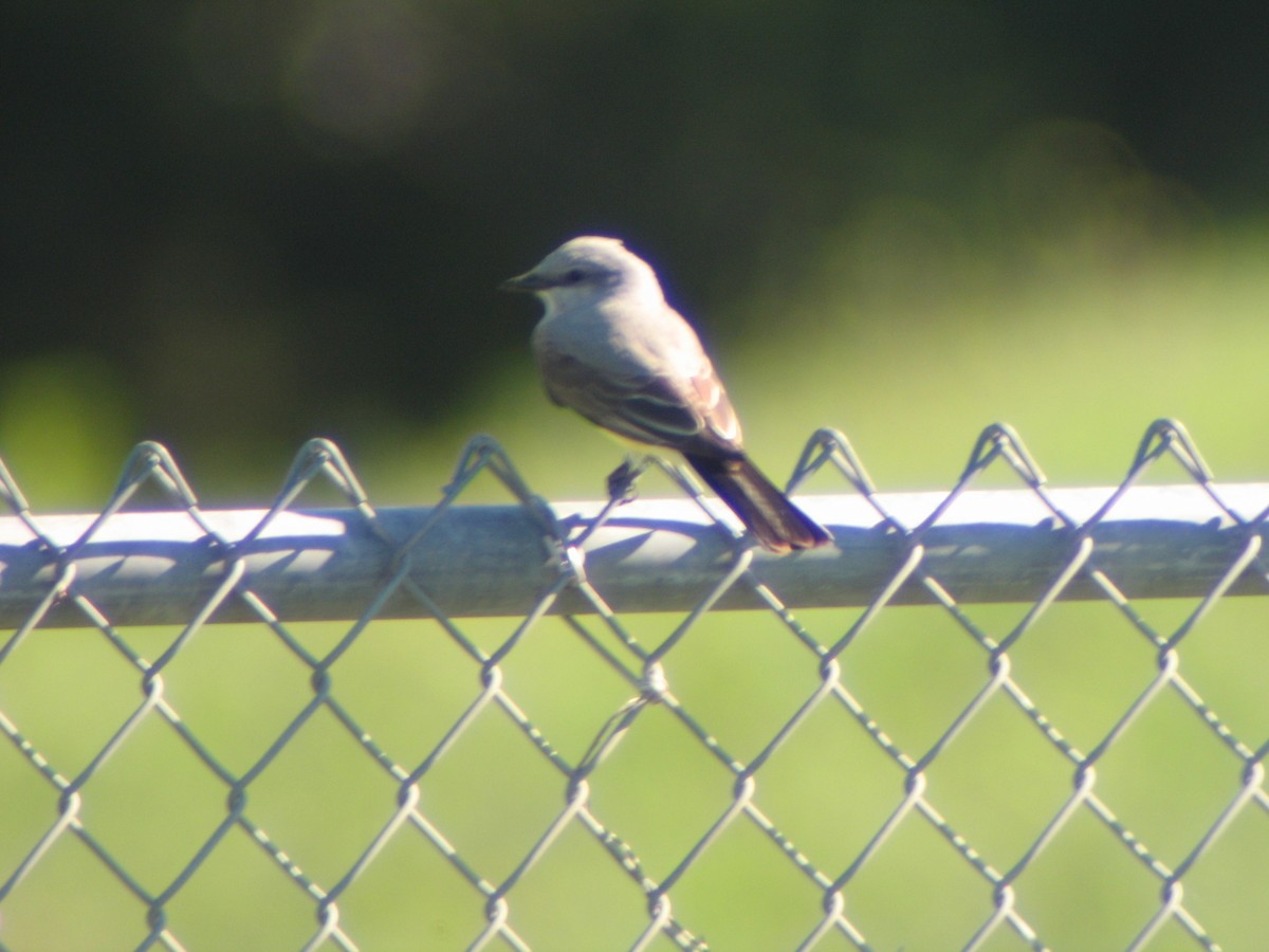 Western Kingbird - ML638054285