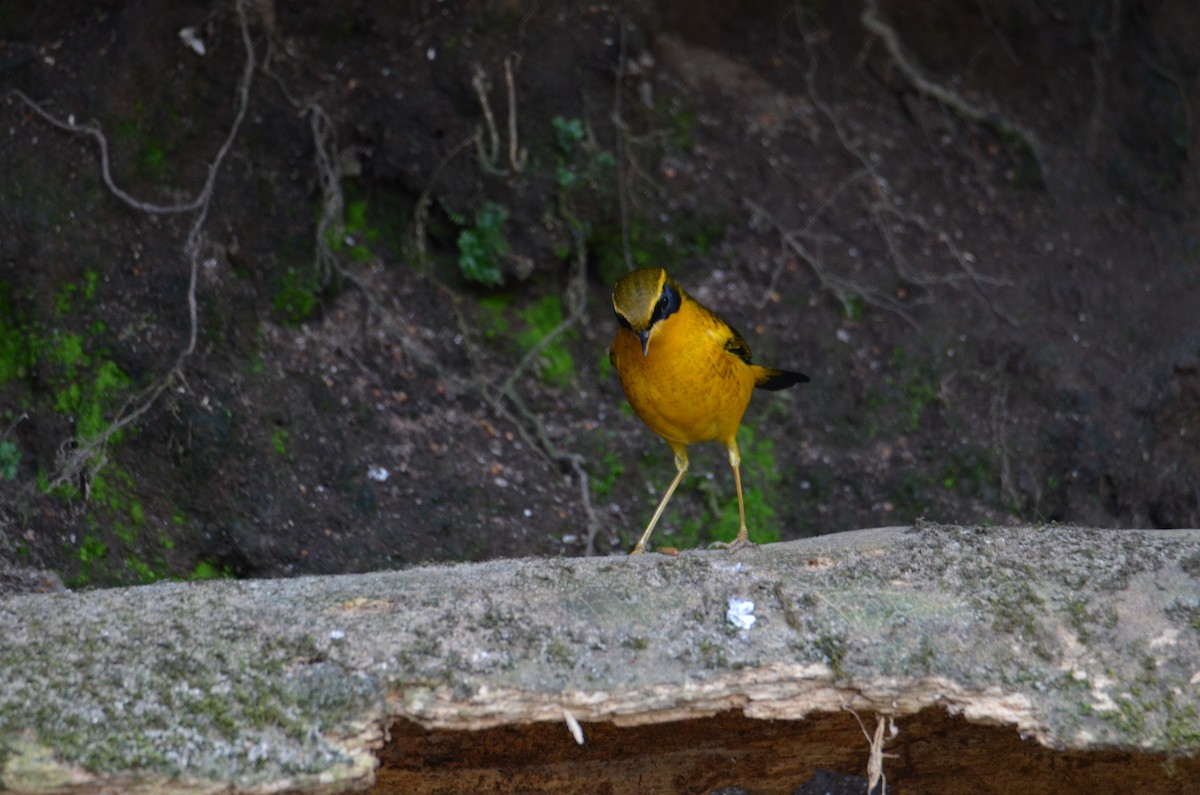 Golden Bush-Robin - ML638054301