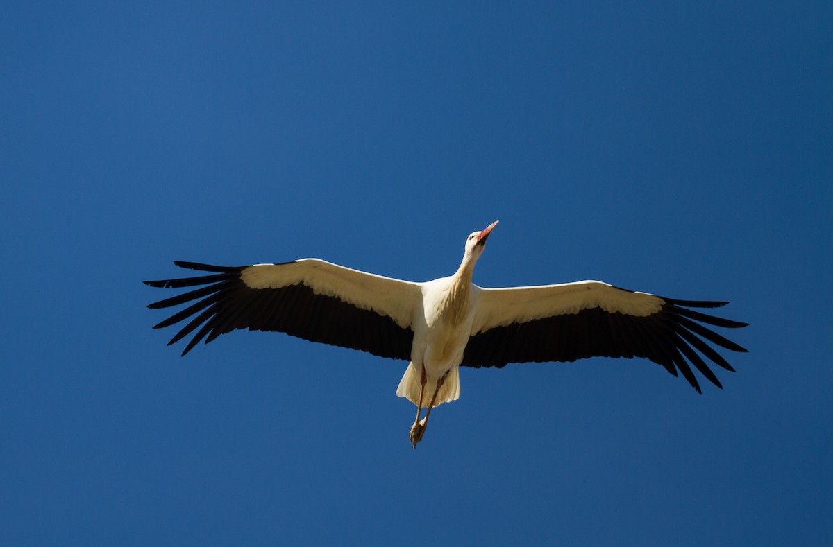 White Stork - ML638054308