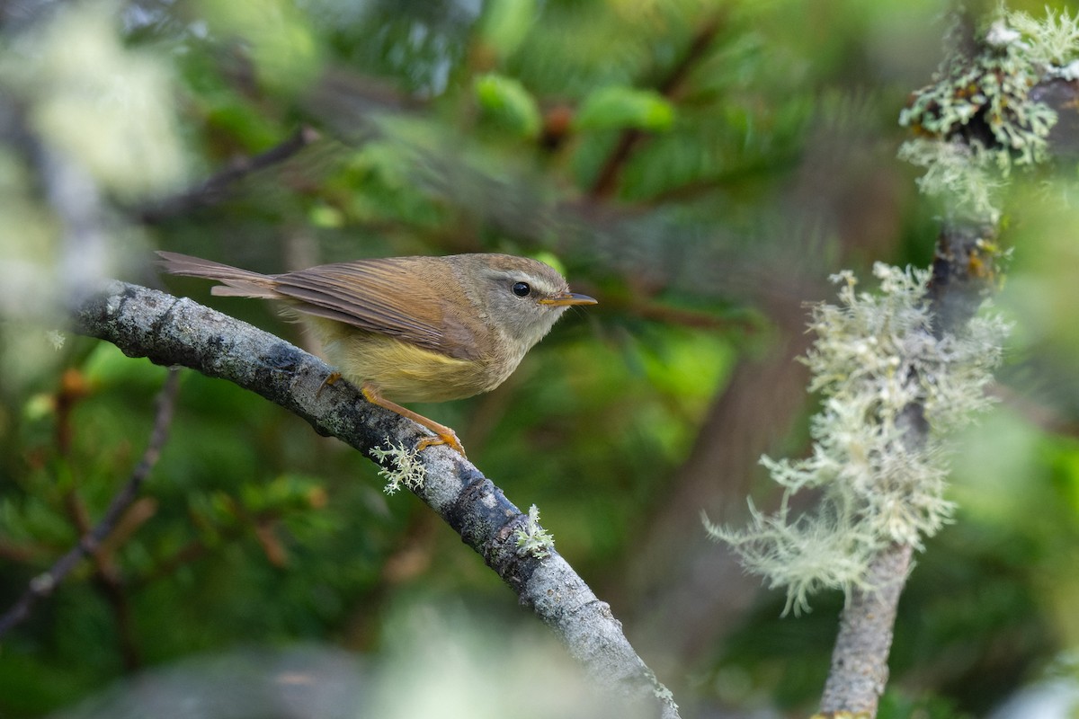 Yellowish-bellied Bush Warbler - ML638054309