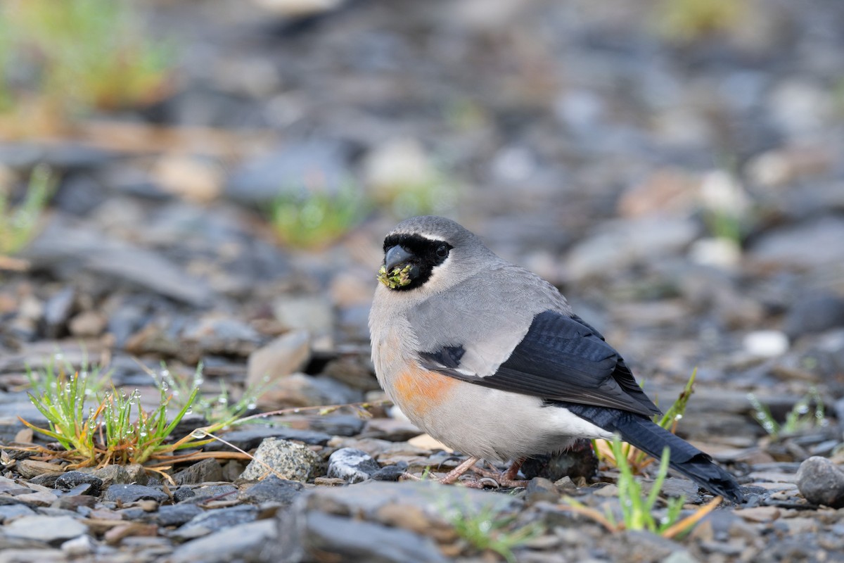 Taiwan Bullfinch - ML638054310