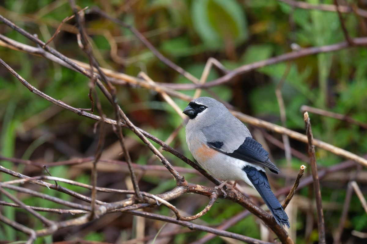Taiwan Bullfinch - ML638054311