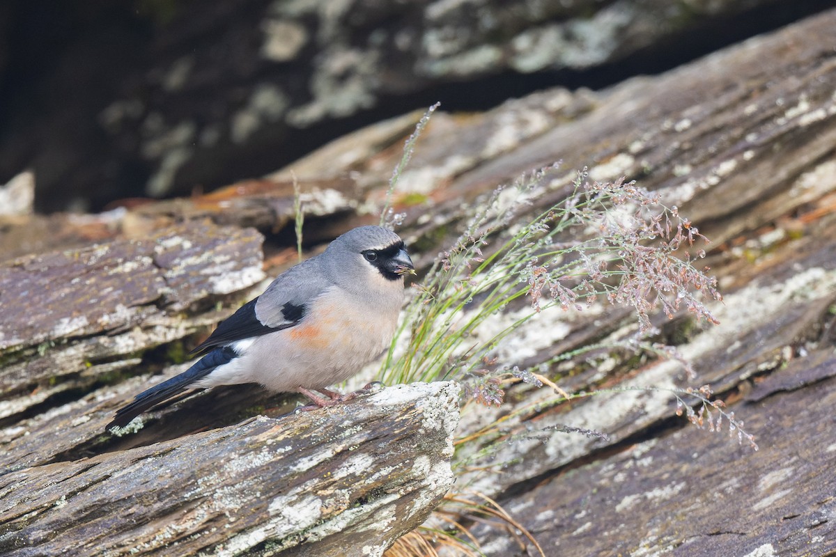 Taiwan Bullfinch - ML638054313