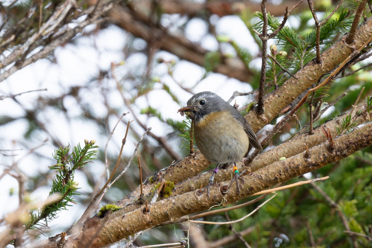 Collared Bush-Robin - ML638054314