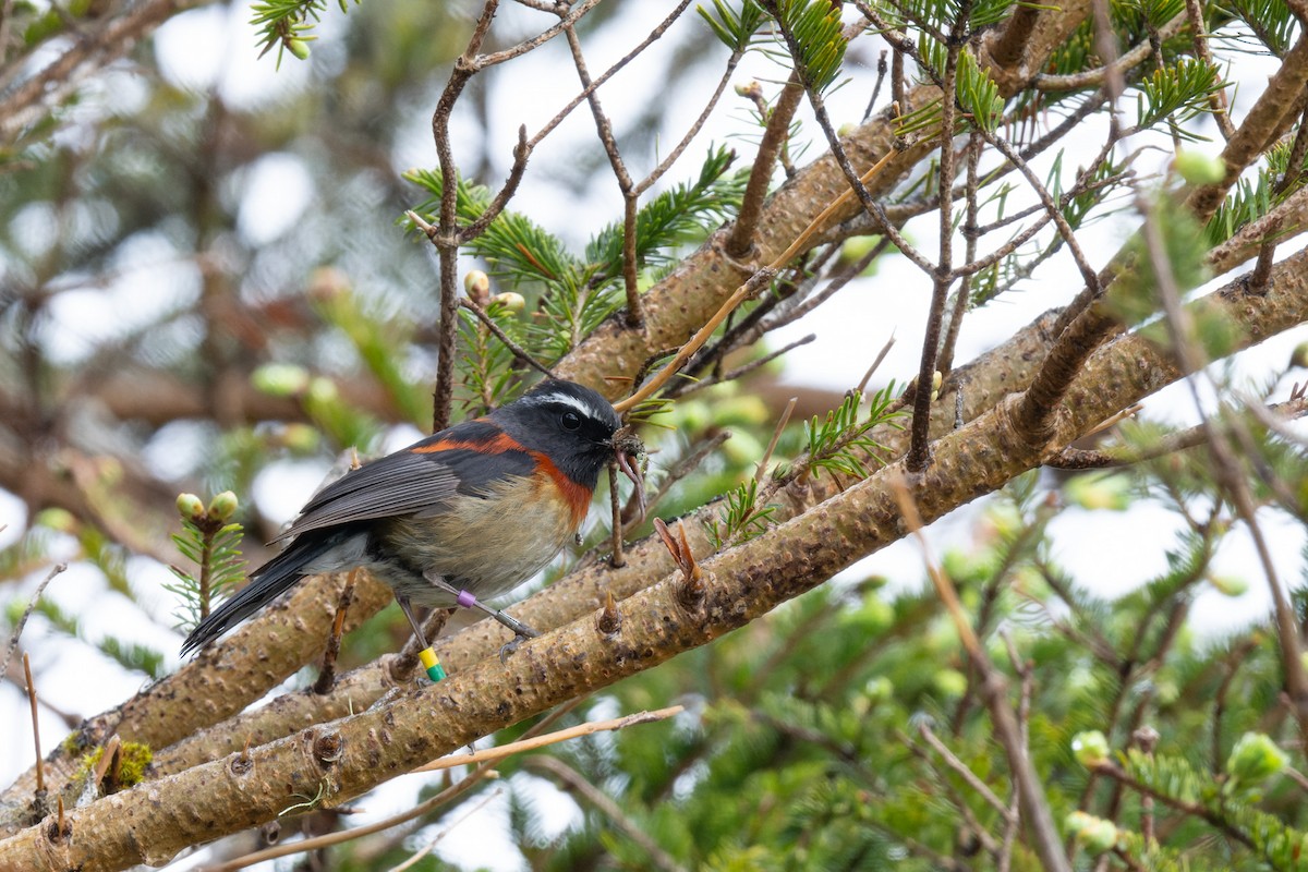 Collared Bush-Robin - ML638054315