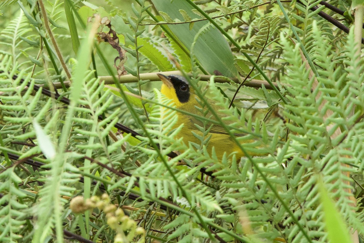 Masked Yellowthroat - ML638054356
