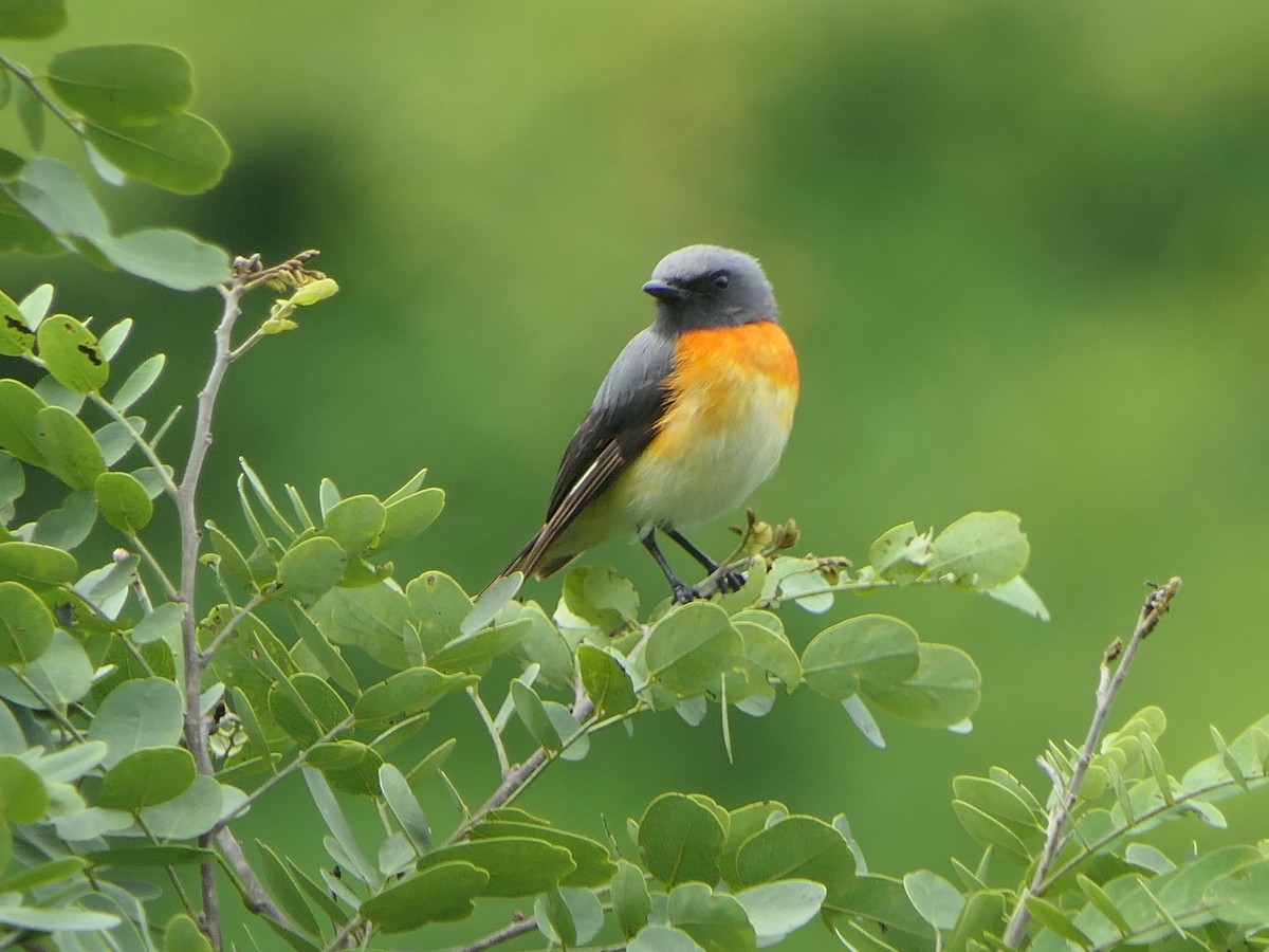 Small Minivet - ML638054359