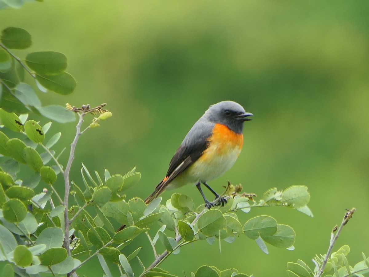 Small Minivet - ML638054360